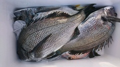 まこと渡船 釣果