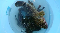 まこと渡船 釣果