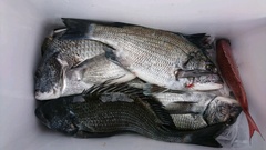 まこと渡船 釣果