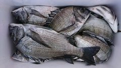 まこと渡船 釣果