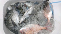 まこと渡船 釣果