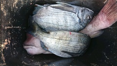 まこと渡船 釣果