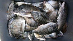 まこと渡船 釣果