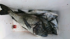 まこと渡船 釣果