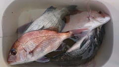 まこと渡船 釣果