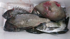 まこと渡船 釣果