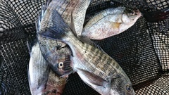 まこと渡船 釣果