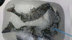 まこと渡船 釣果