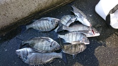 まこと渡船 釣果