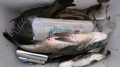 まこと渡船 釣果