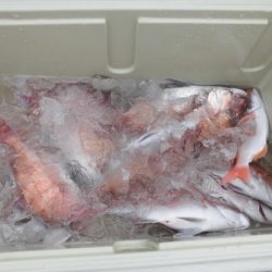 大進丸(新潟) 釣果