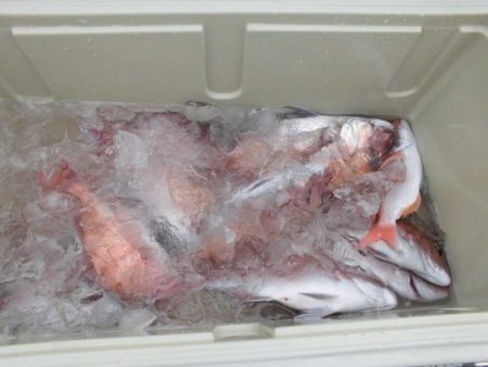 大進丸(新潟) 釣果