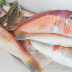 こうゆう丸 釣果