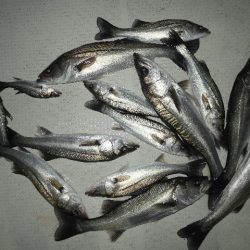 TOPGUN名古屋 釣果