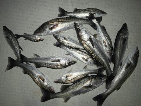 TOPGUN名古屋 釣果