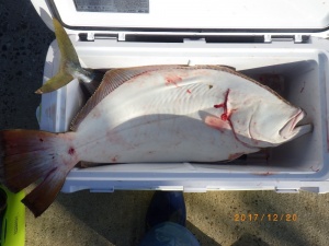 石川丸 釣果