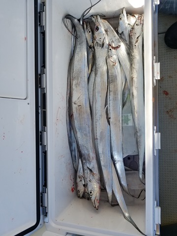 遊漁船　ニライカナイ 釣果