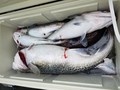里輝丸 釣果