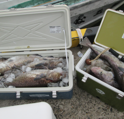 なかくに丸 釣果