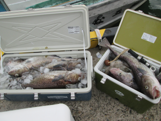 なかくに丸 釣果