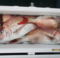 なかくに丸 釣果