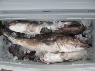 なかくに丸 釣果