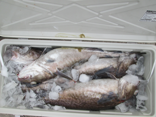 なかくに丸 釣果