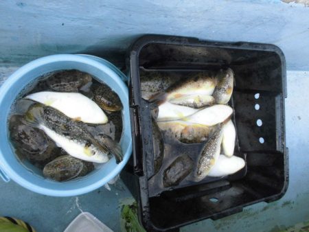 大進丸（愛知） 釣果