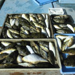 大進丸（愛知） 釣果