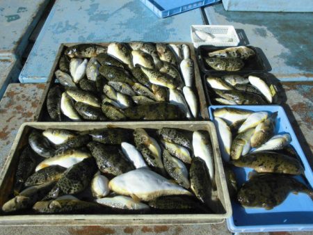 大進丸（愛知） 釣果