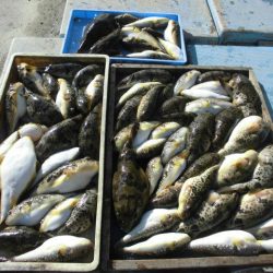 大進丸（愛知） 釣果