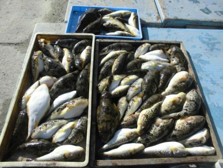 大進丸（愛知） 釣果