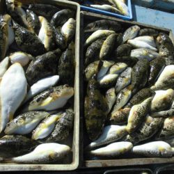 大進丸（愛知） 釣果