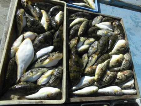 大進丸（愛知） 釣果