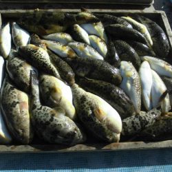 大進丸（愛知） 釣果