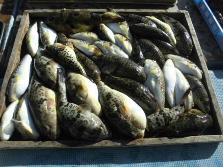 大進丸（愛知） 釣果