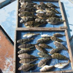 大進丸（愛知） 釣果