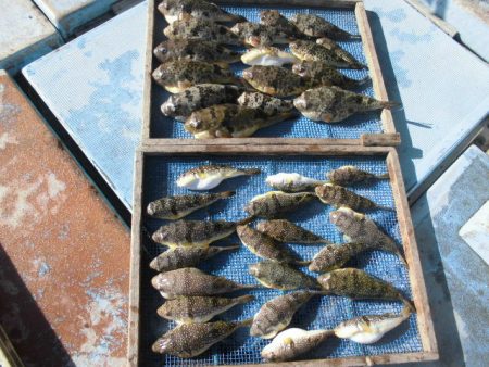 大進丸（愛知） 釣果