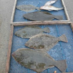 大進丸（愛知） 釣果