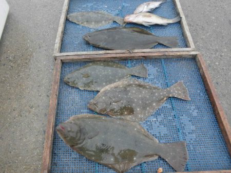 大進丸（愛知） 釣果