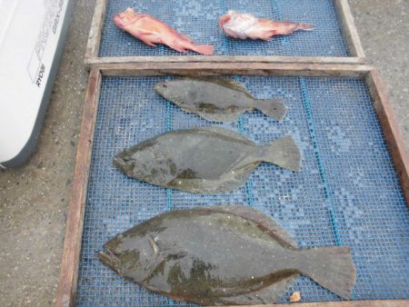 大進丸（愛知） 釣果