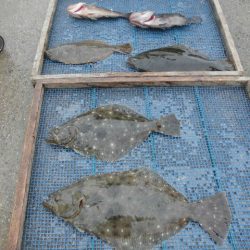 大進丸（愛知） 釣果