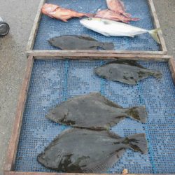 大進丸（愛知） 釣果