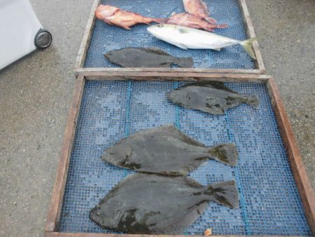 大進丸（愛知） 釣果