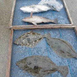 大進丸（愛知） 釣果