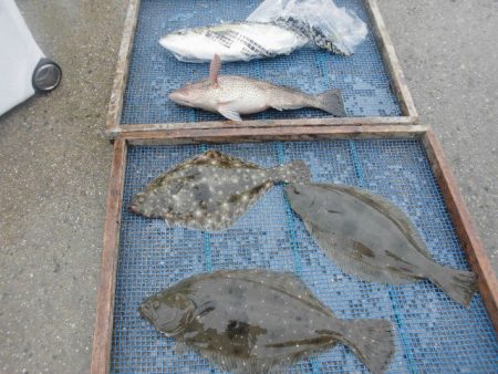 大進丸（愛知） 釣果