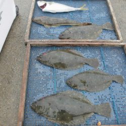 大進丸（愛知） 釣果