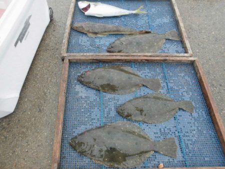 大進丸（愛知） 釣果