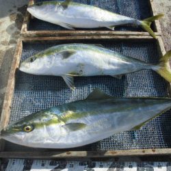 大進丸（愛知） 釣果