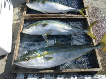 大進丸（愛知） 釣果
